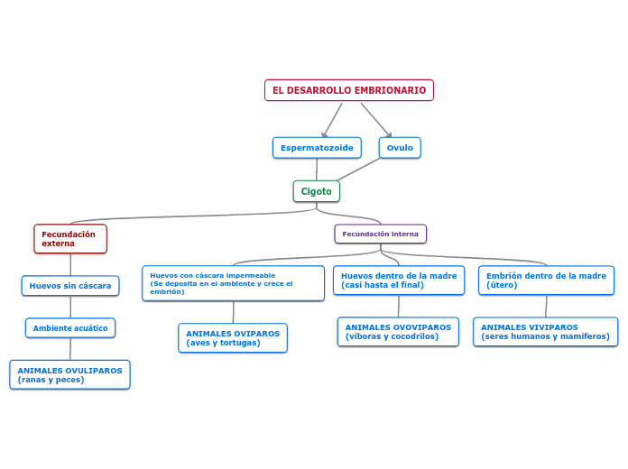 Mapa Conceptual Del Desarrollo Embrionario Del Sistema Respiratorio Images Hot Sex Picture